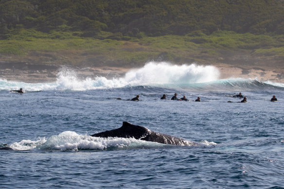Hundreds of whales have been spotted migrating north in the past few weeks.