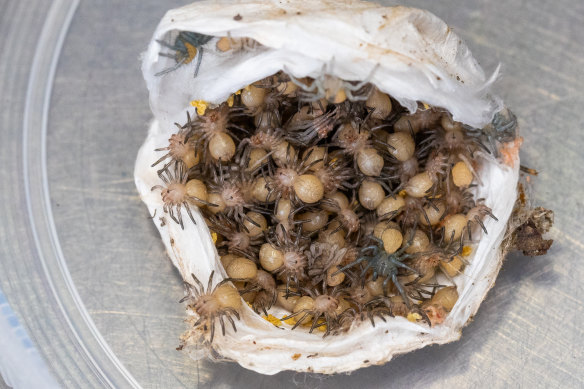 The Australian Reptile Park will rear and more than 100 funnel web spiderlings from a donated egg sac, so the mature spiders can be milked of venom.