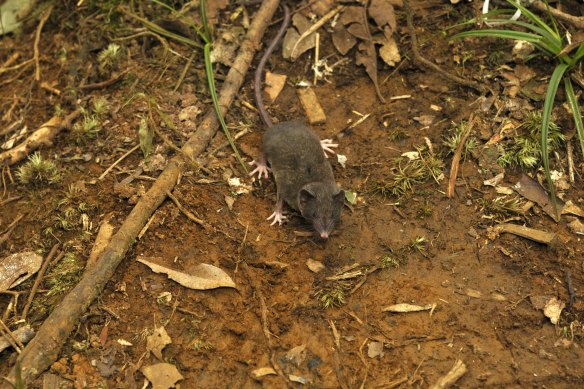 Langya is thought to have spread from shrews.
