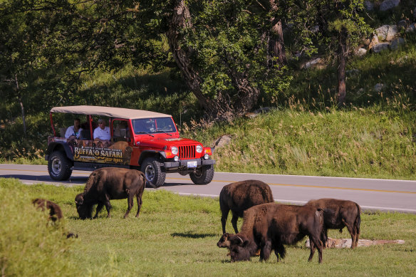 Custer State Park, South Dakota – despite the name of the tour, bison aren’t buffalo.