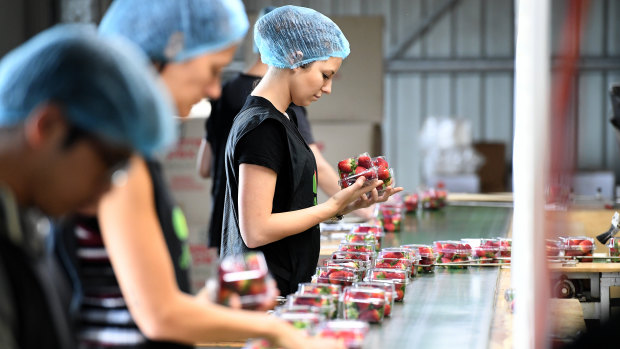 Queensland's strawberry industry takes financial hit after needles crisis