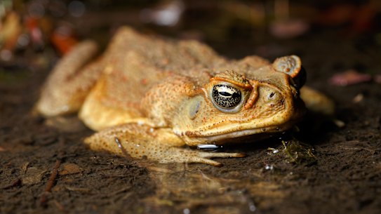 BRISBANE, QUEENSLAND, AUSTRALIA - 19/09/2021: Sapo de caña (Rhinella marina) en un estanque poco profundo en humedales boondall. (Foto de Joshua Prieto/SOPA Images/LightRocket vía Getty Images)