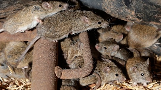 Mice scurry around stored grain on a farm near Tottenham, Australia, Wednesday, May 19, 2021. Vast tracts of land in Australia's New South Wales state are being threatened by a mouse plague that the state government describes as absolutely unprecedented." Just how many millions of rodents have infested the agricultural plains across the state is guesswork. (AP Photo/Rick Rycroft)