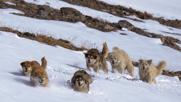 A group of dogs running through the snow in Himachal Pradesh near the Ladakh border.