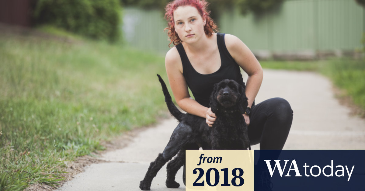 Spoodle Left Cowering And Injured After Kambah Dog Attack