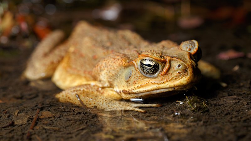 Queenslanders urged to join cane toad crackdown