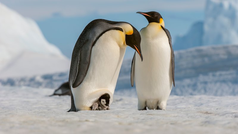 Satellite data shows sharp Antarctic sea-ice contraction at second-lowest level for the season
