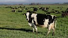 Ruminant Biotech’s technology is helping to reduce methane from livestock.