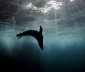 An Australian Fur Seal swims at the base of the cliffs under the Macquarie Lighthouse in Vaucluse on 26 June 2022. Photo: Brook Mitchell/The Sydney Morning Herald