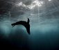 Behind the scenes: photographer Brook Mitchell on the return of Sydney’s seals