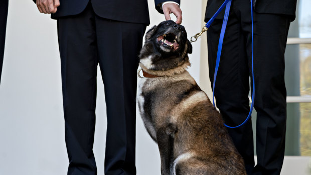 Conan, the dog that helped take down al-Baghdadi, gets White House welcome