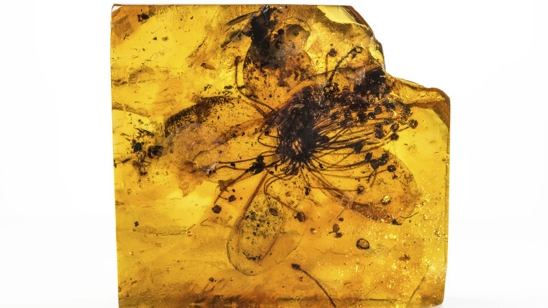 33 milyon yıllık bir çiçek, artık yanlış bir kimliğe hapsolmuş değil.