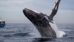A humpback whale performing for boats of whale watchers in Sydney.