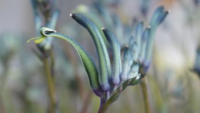 Climate change drives Perth’s creation of new blue kangaroo paw
