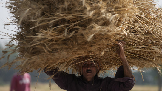 A farmer carries wheat crop after harvested on the outskirts of Jammu, India.