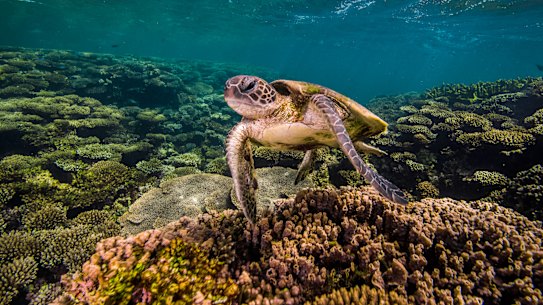 A turtle on Ningaloo Reef. 