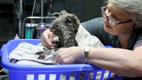 Sheila Bailey tends to an injured koala at The Port Macquarie Koala Hospital last November. The NSW government's own analysis has identified 10 areas in the region that could be part of Great Koala National Park - although several of them were partly burnt during the past season's bushfires.
