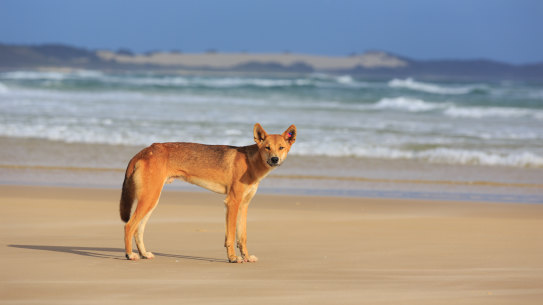 A five-year old boy was bitten by a dingo on K’Gari, or Fraser Island on Sunday, December 18, 2022.