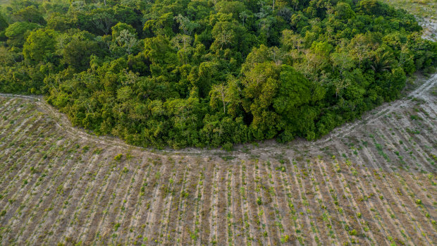Trees are replacing cows in the Amazon. It may save the rainforest