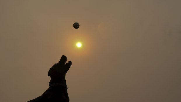 The City of Sydney had the highest number of dog attacks reported in proportion to the area's canine population last year.