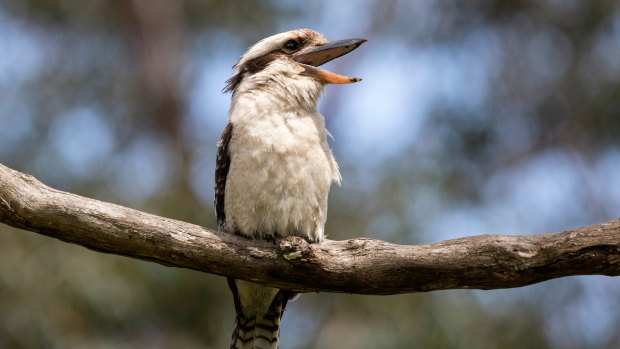 ‘Google for wildlife sounds’: Australian conservation research gets an AI boost