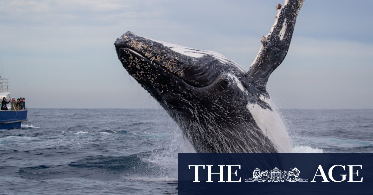 Humpback whales: Conservation groups warn against removing the whales too quickly from the endangered species list - Vimarsana News