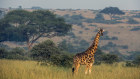 A giraffe at Murchison Falls National Park in northwestern Uganda on Jan. 13, 2023.