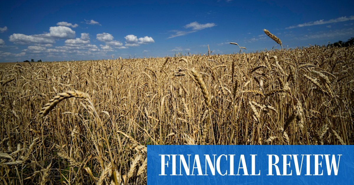 China wheat sales hit record despite trade tension - Vimarsana News