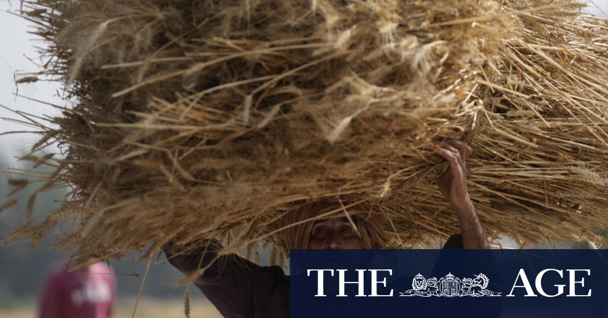 Индия вводит запрет на экспорт пшеницы на фоне роста продовольственной безопасности