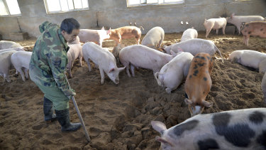 China, the world's largest producer of pork, is battling an African swine fever outbreak that could potentially devastate herds. 