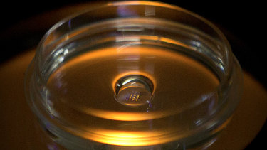 A microplate containing embryos that have been injected with Cas9 protein and PCSK9 sgRNA is seen in a laboratory in Shenzhen.