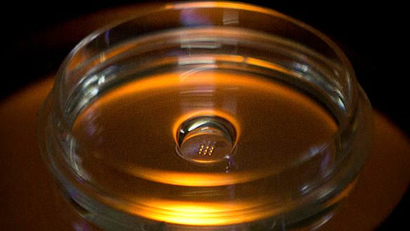 A microplate containing embryos that have been injected with Cas9 protein and PCSK9 sgRNA is seen in a laboratory in Shenzhen.