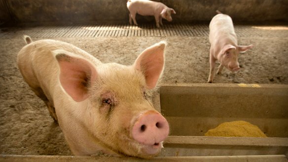 African swine fever is wiping out China's herd and driving up pork prices.