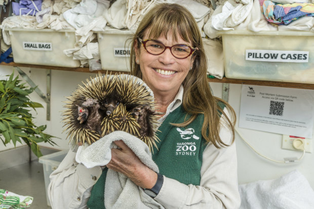 Hall holding an echidna with an injured foot. 