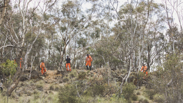 Volunteers search a large area on Mount Ainslie for evidence in relation to a historic missing persons case.