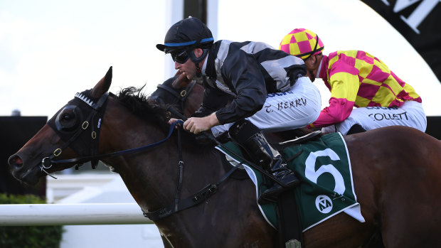 Invictus Salute is part of the strong Mark Newnham team heading to Randwick on Saturday