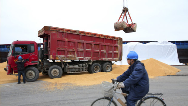 A man cycles past as workers load soybeans imported from Brazil at a port in Nantong in east China's Jiangsu province. Brazil’s share of China’s soybean imports has soared.