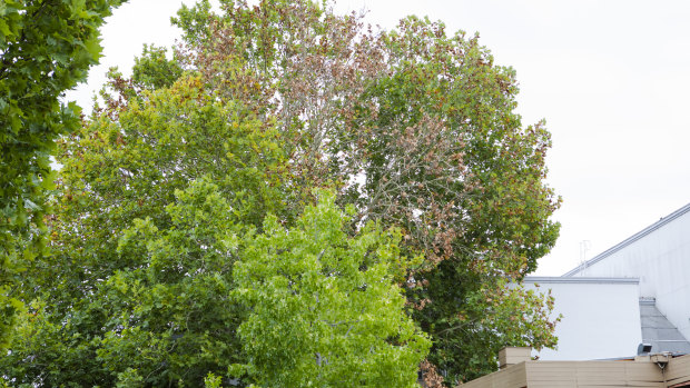 An ACT government investigation found signs of vandalism at the base of a protected London Plane Tree, pictured, on Franklin Street, Manuka.