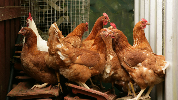 Chicken producer Ingham's was sold off heavily by investors on Tuesday.