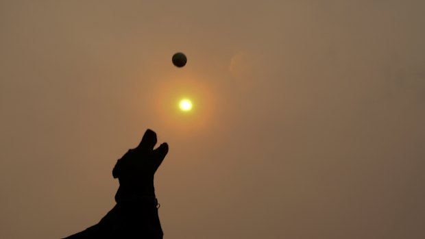 Dogs were coping with thick haze along with their owners at Rodney Reserve, Sydney, on Friday.