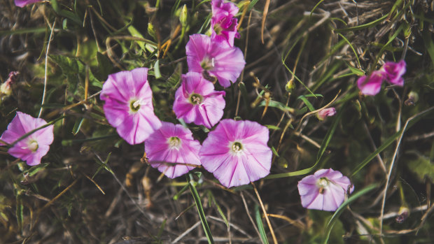 It is peak wildflower season in Canberra. Species: Convolvulus erubescens, commonly known as Australian bindweed at the Mulanggari grasslands.
