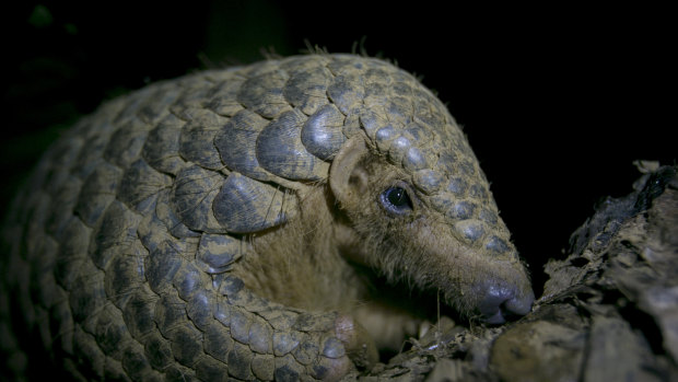 A Chinese pangolin rests on a tree branch at the Save Vietnam's Wildlife rescue centre in Cuc Phuong National Park, Ninh Binh province, Vietnam.
