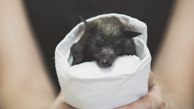 This endangered grey-headed flying fox was orphaned after his mother was caught in a barbed wire fence.