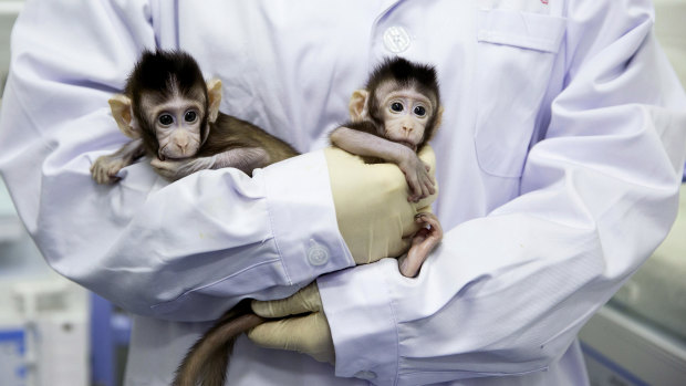 A nurse holds cloned macaques Zhong Zhong and Hua Hua at the Chinese Academy of Sciences.