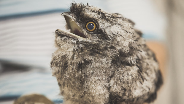 Baby tawny frogmouths can be particularly demanding house guests.