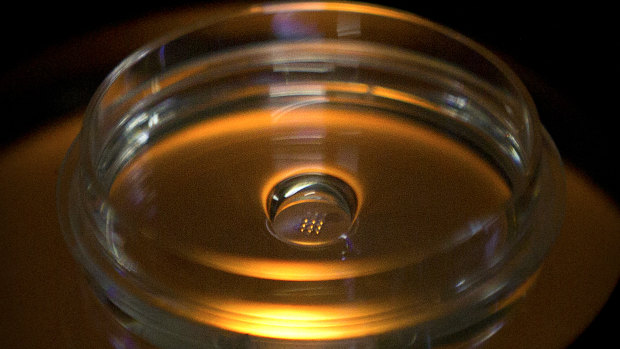 A microplate containing embryos that have been injected with Cas9 protein and PCSK9 sgRNA is seen in a laboratory in Shenzhen.