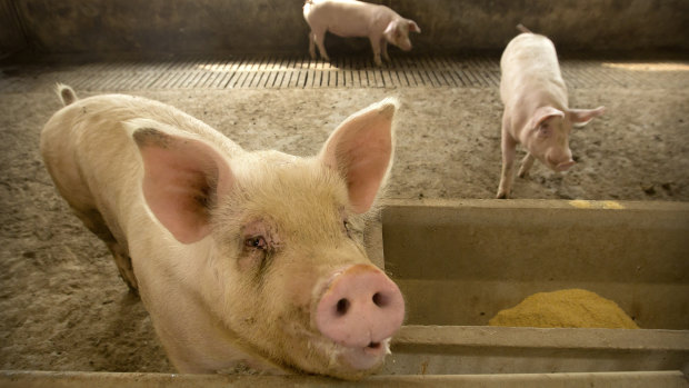 Hundreds of pigs were culled after an outbreak of swine fever in Saitama Prefecture, north of Tokyo.