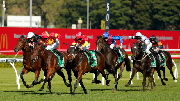 Tannhauser (third from left) races away with the opener at Randwick on Saturday.