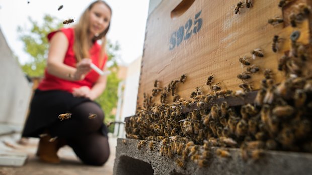 Dr Howard and a bee hive.