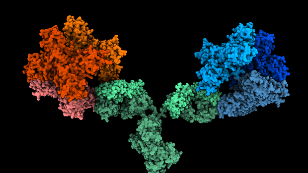 The 1G5.3 antibody (green) bound to both Zika (red) and dengue (blue) NS1 proteins.